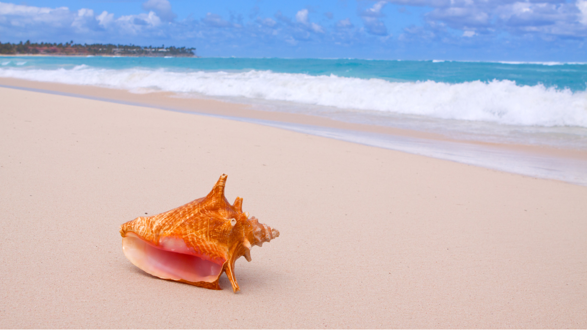 Queen conch is an iconic product of the Caribbean and closely linked to culinary, cultural and tourism services.