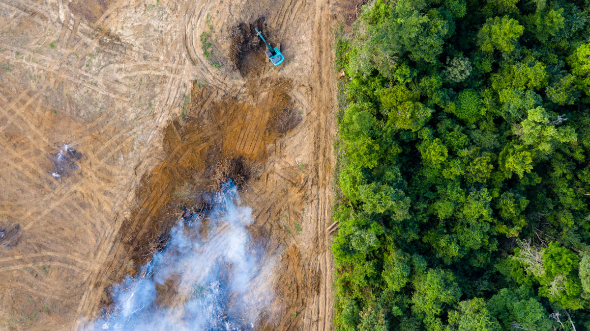 An aerial view of deforestation, as rainforest is removed to make way for palm oil and rubber plantations