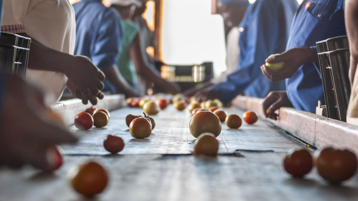 Factory workers sort fruit in Africa