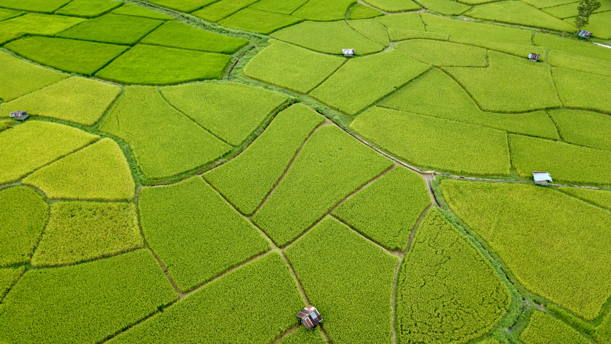 Green and yellow rice fields in Thailand
