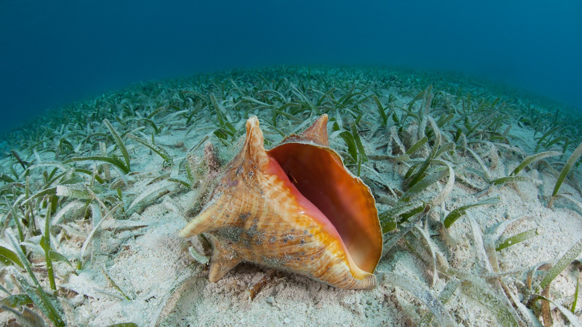 A queen conch lies on a seagrass bed in the Caribbean Sea.