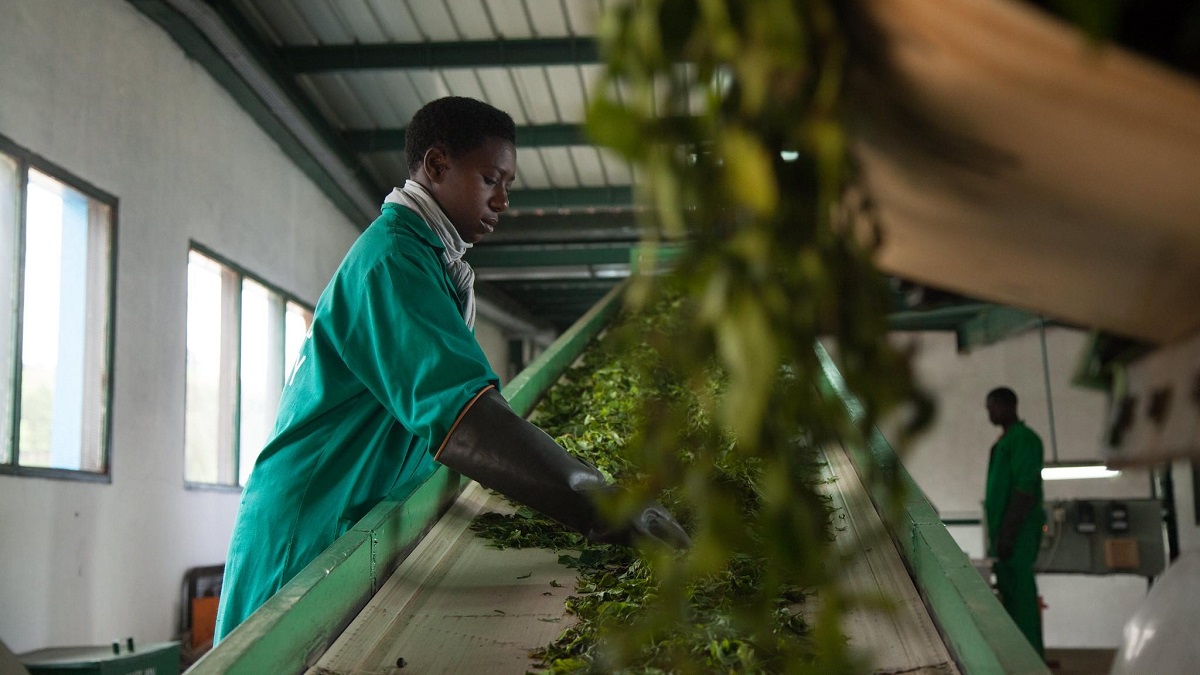 A young African worker sorting produce.
