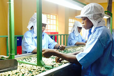 Cashew processing plant