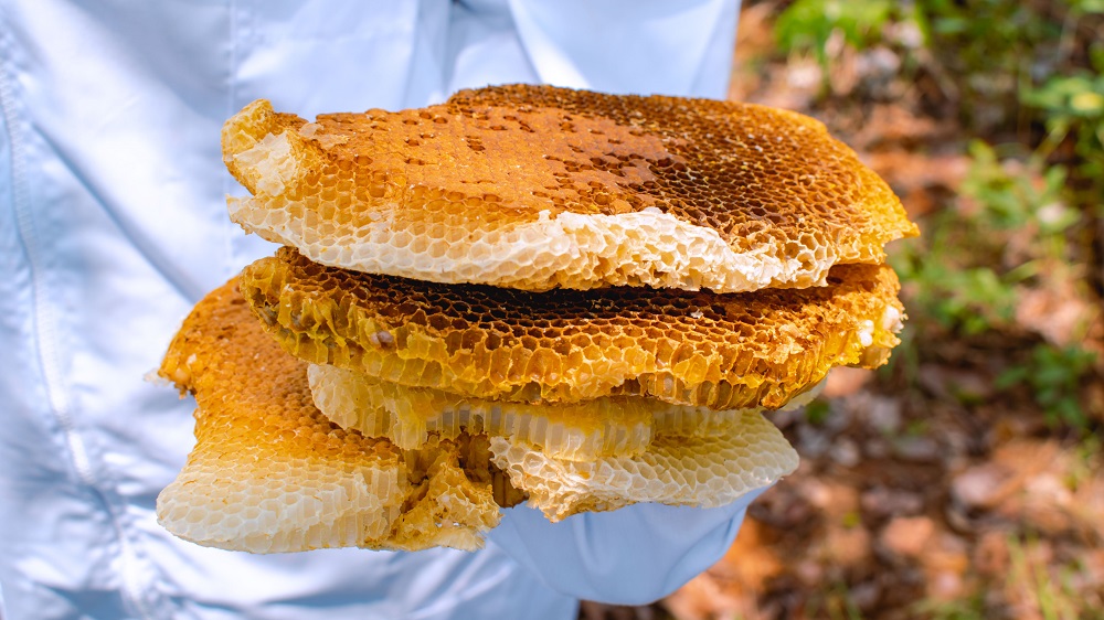 A training participant with freshly harvested honeycomb.