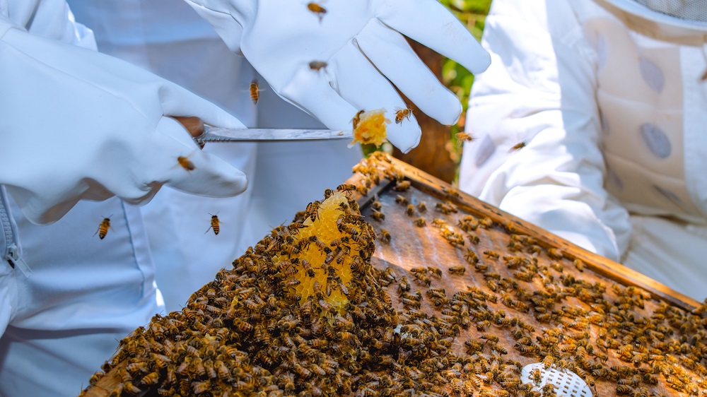 A training participant inspects a beehive.