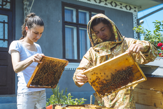 ditc-ted-17042018-Moldova2-bees-550.jpg