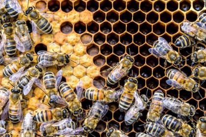 Apostando por el inexplorado potencial de la miel angoleña