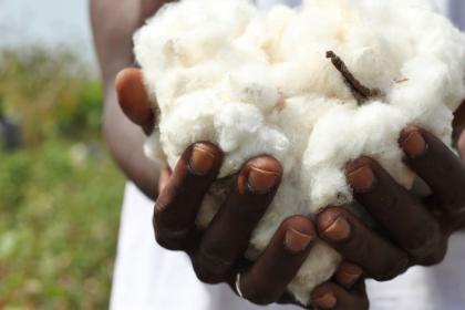 Un empresario de algodón en Zambia va más allá de la fibra 