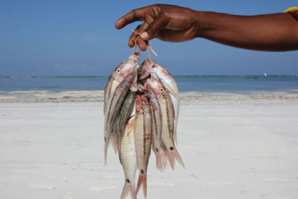 Le Belize élabore un plan de gestion durable pour des dizaines d'espèces de poissons