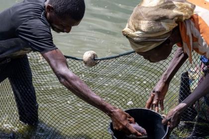L’Angola élargit son filet de pêche pour augmenter ses exportations de poisson
