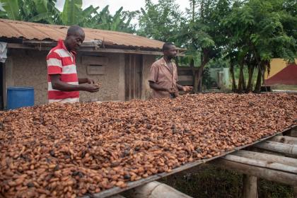Chocolate price hikes: A bittersweet reason to care about climate change
