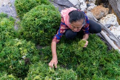 Enormes potentiels dans l’exploitation des algues marines :  économiques, climatiques  mais aussi en faveur de l’égalité entre hommes et femmes