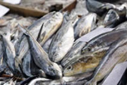 Time is running out to find a solution to overfishing, UNCTAD warns 