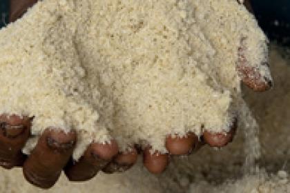 Benin cassava flour makers seek Geographical Indication