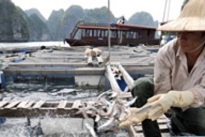 UNCTAD and Vietnamese university to create a sustainable fisheries training centre