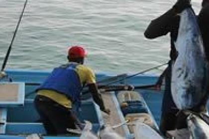 UNCTAD fisheries project facilitates south-south partnerships 