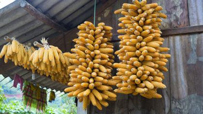 Laos maize