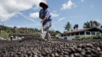 Women dries coffee beans in Asia