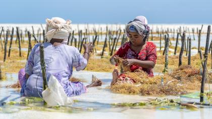 Women in Zanzibar, Tanzania harvest seaweed
