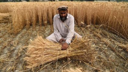 A wheat farmer in Afghanistan