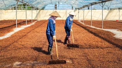 Workers dry coffee beans in Gia Lai, Vietnam