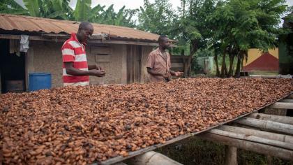 Farmers in Ghana dry cocoa beans