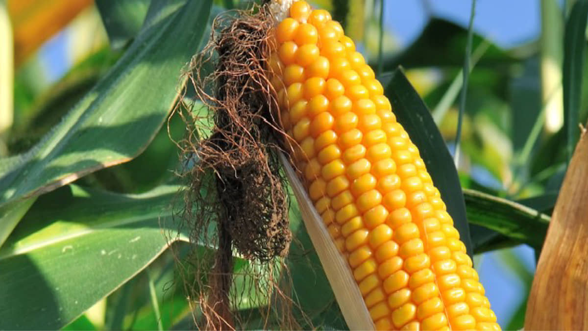 than_lao_maize_image
