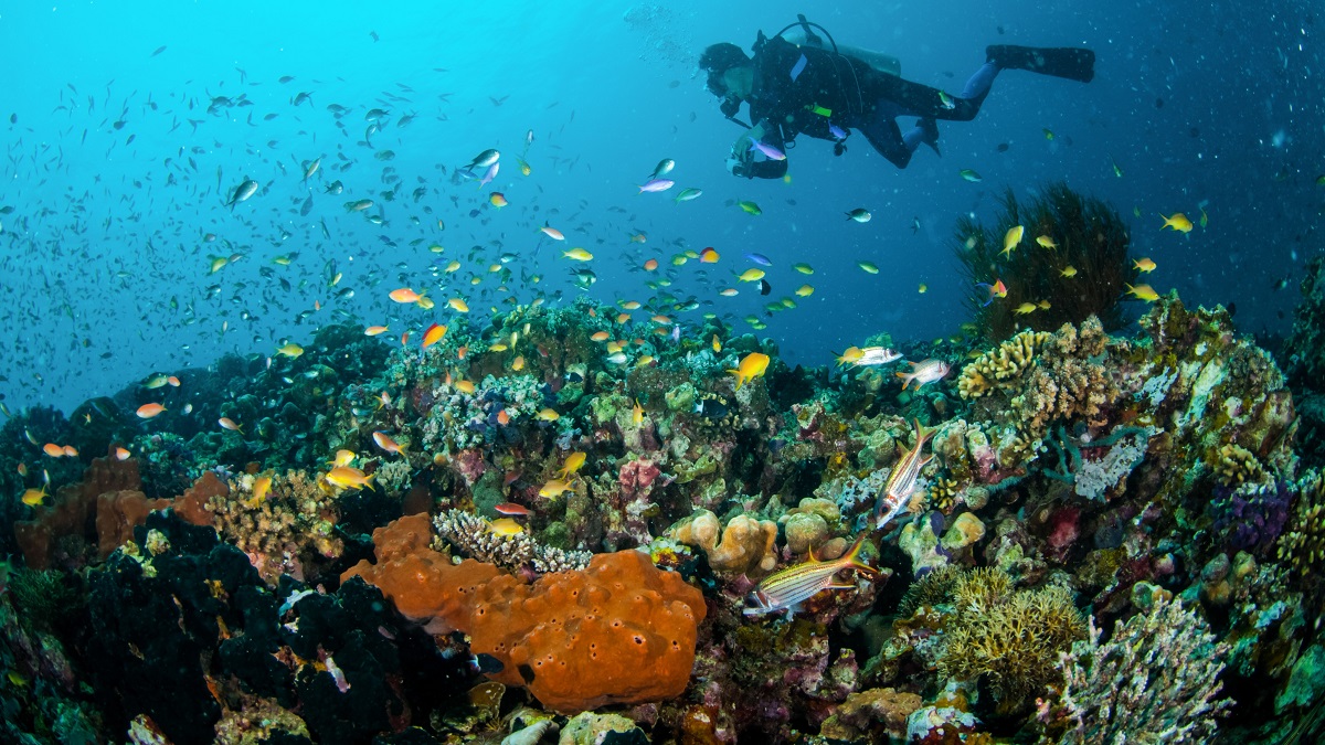 © Shutterstock/fenkieandreas | A diver swims over coral reefs off the coast of Lombok, Indonesia.
