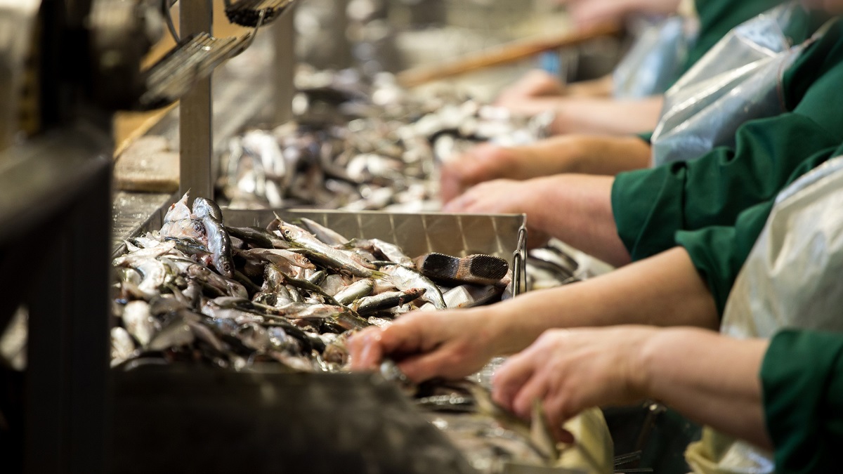 Workers in a fish processing plant