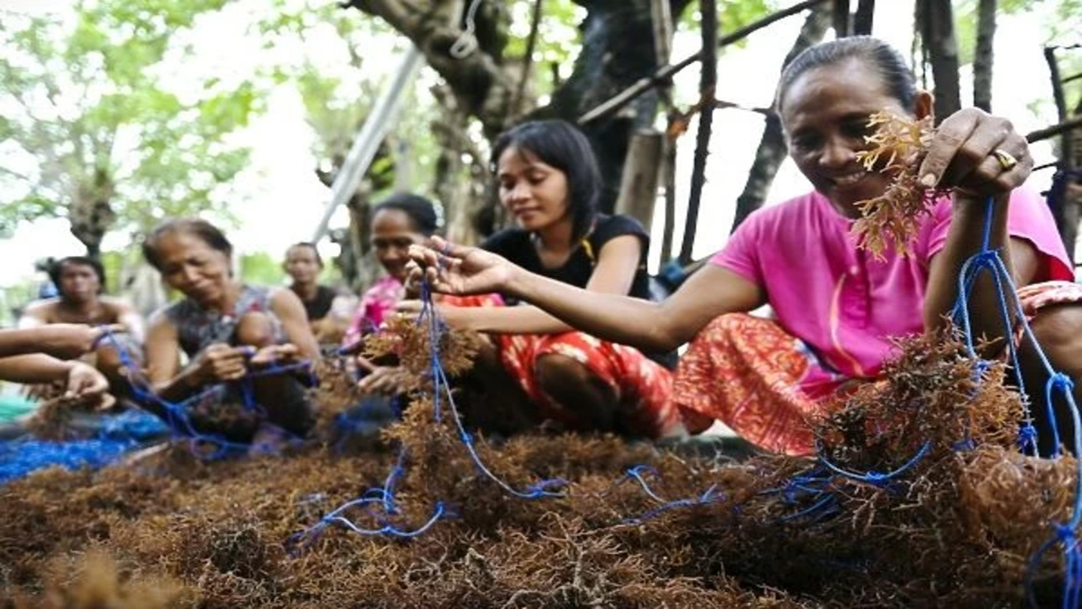 Environment - Seaweed farming in indonesia