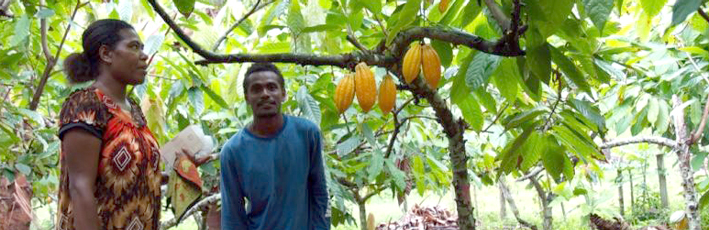 ditc-ted-vanuatu-cocoa.jpg