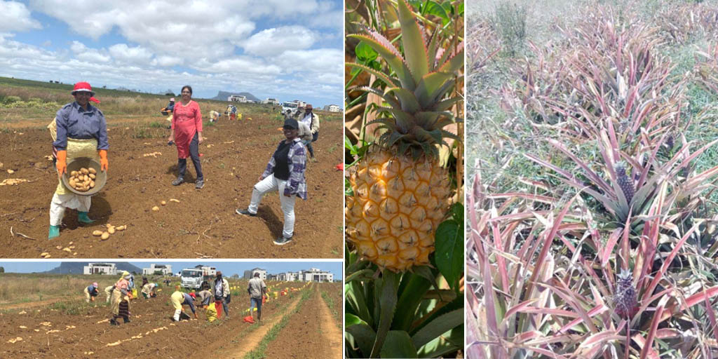 Mauritius Cropwatch Programme