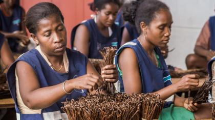 Women in Madagascar prepare vanilla for export